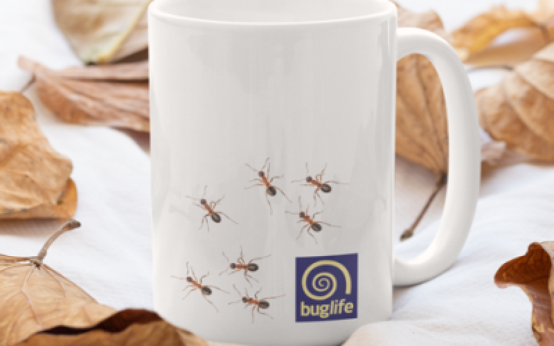a-white coffee-mug-surrounded-by-fall-leaves- and captioned BugLife